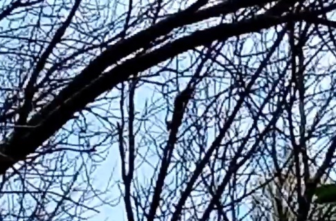 Жители Ярославля заметили куницу в городском парке