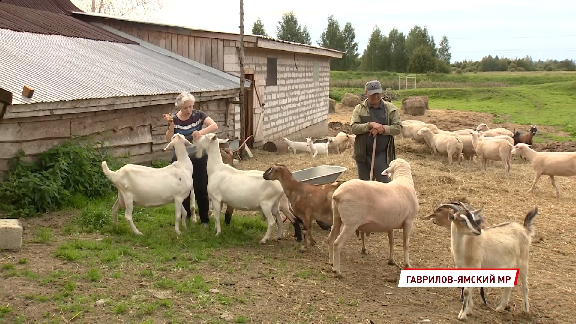 В Ярославской области начинающие фермеры могут получить грант на развитие