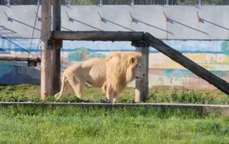 В Ярославском зоопарке поселился белый лев Кай
