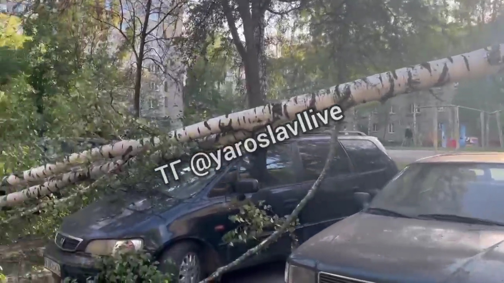 В Ярославле ветер повалил деревья: пострадали машины | 07.09.2023 |  Ярославль - БезФормата