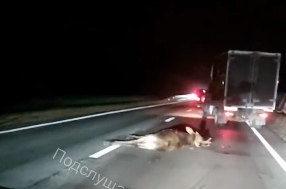 На трассе в Ярославской области внедорожник сбил лося