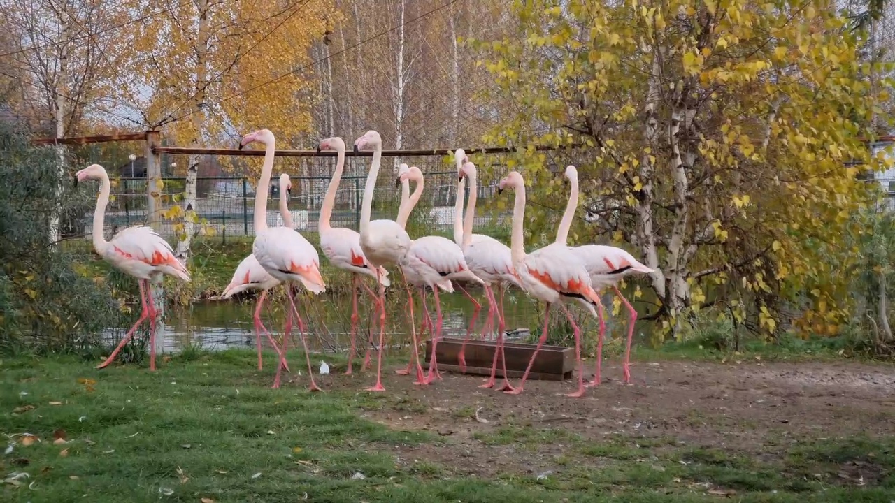 В Ярославском зоопарке фламинго и нырки переехали в зимний вольер