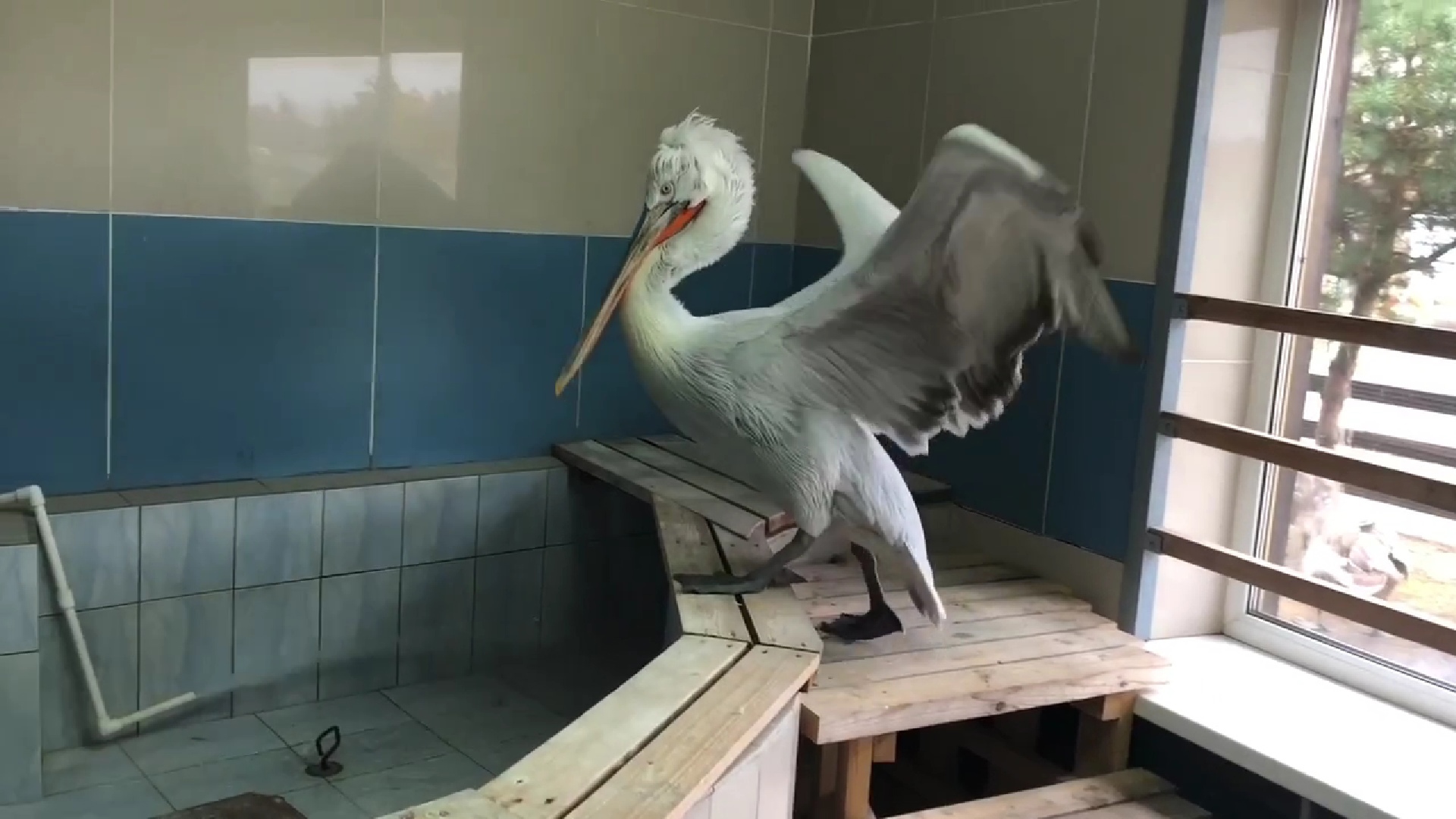 Пеликан в Ярославском зоопарке переехал в зимний вольер