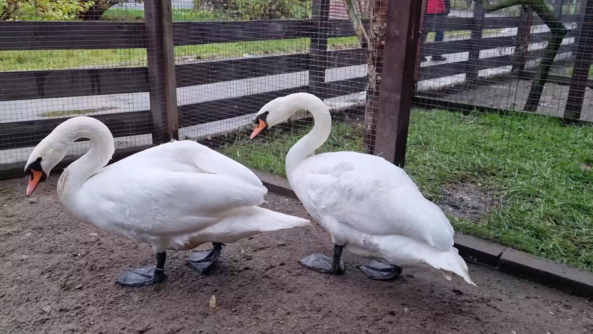 Пара лебедей из Толгского монастыря переехала на зиму в Ярославский зоопарк