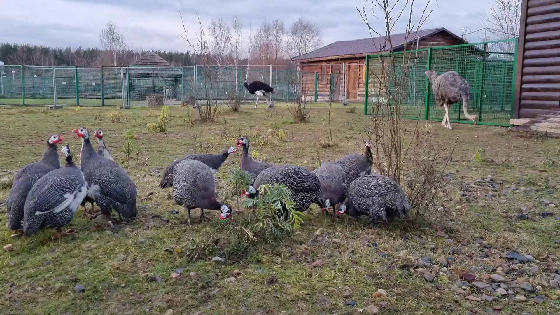 В Ярославском зоопарке у страусов появились соседи