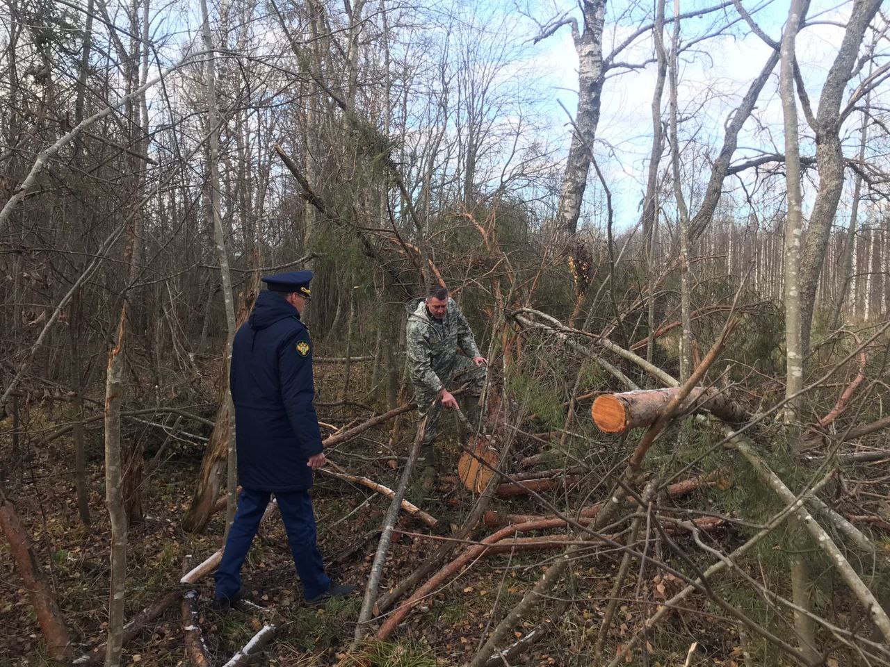 В Ярославской области незаконно вырубили деревья на 4 миллиона рублей