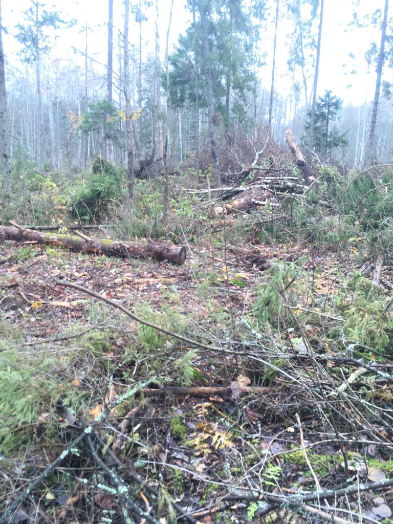 Нарушители заплатили 7,4 млн рублей за незаконную рубку в Ярославской области
