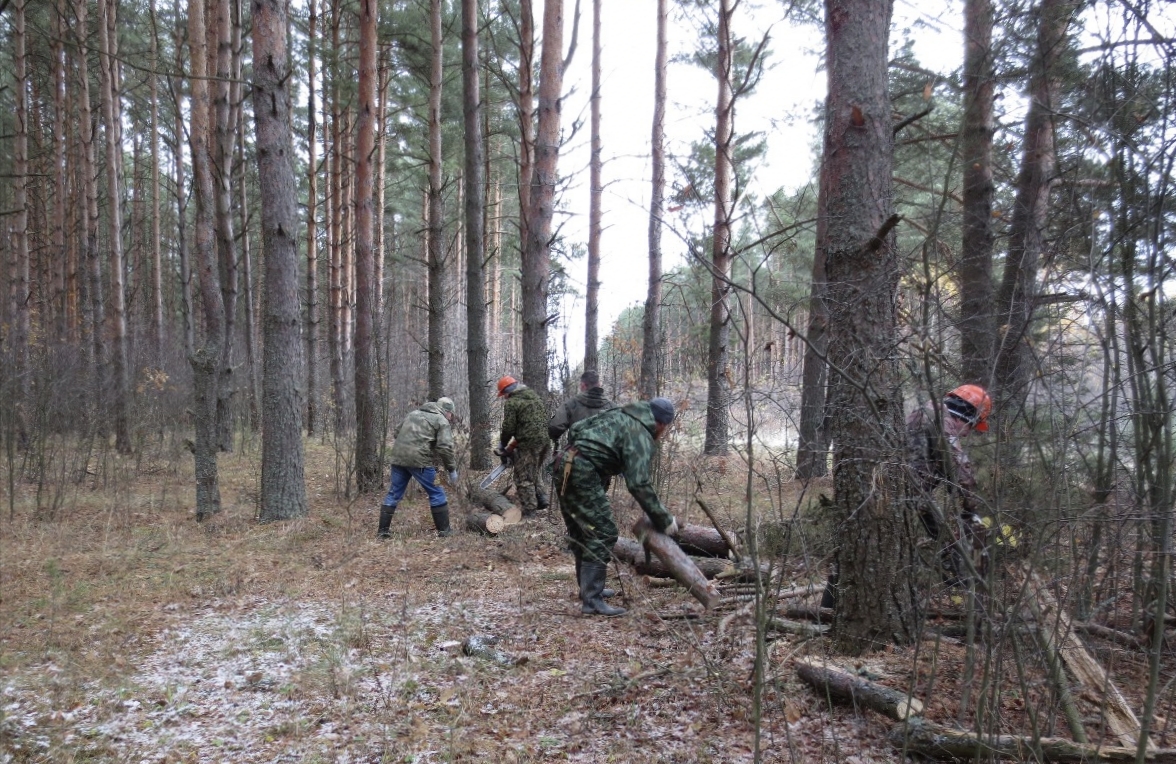 Мероприятия по сохранению лесов проведены в Ярославской области
