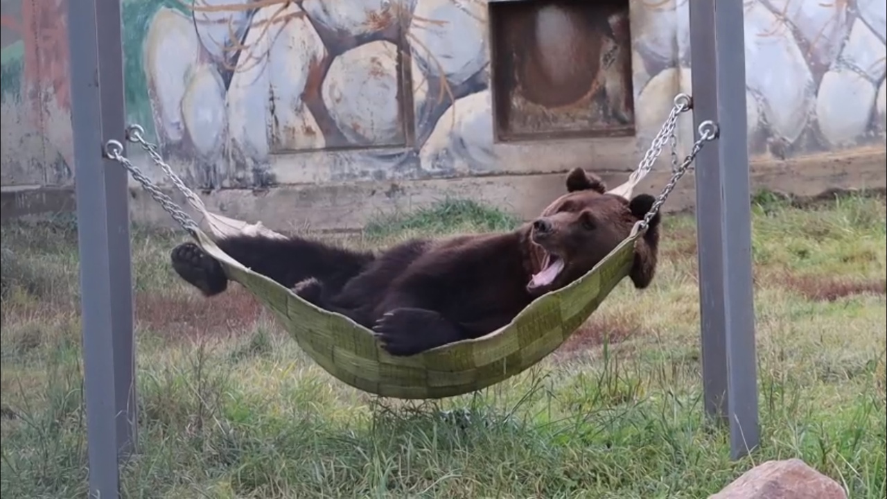 Часто зевают: в Ярославском зоопарке медведи начали готовиться к спячке