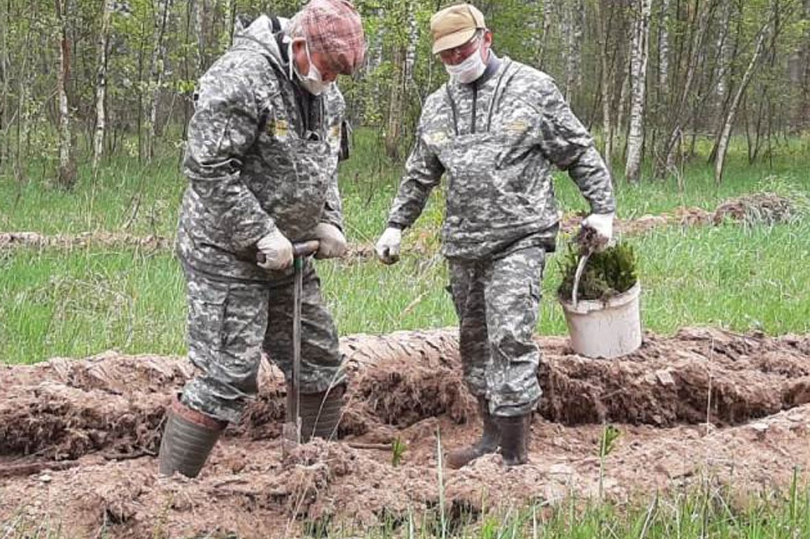 В Ярославской области перевыполнен план по подготовке почвы под лесовосстановление