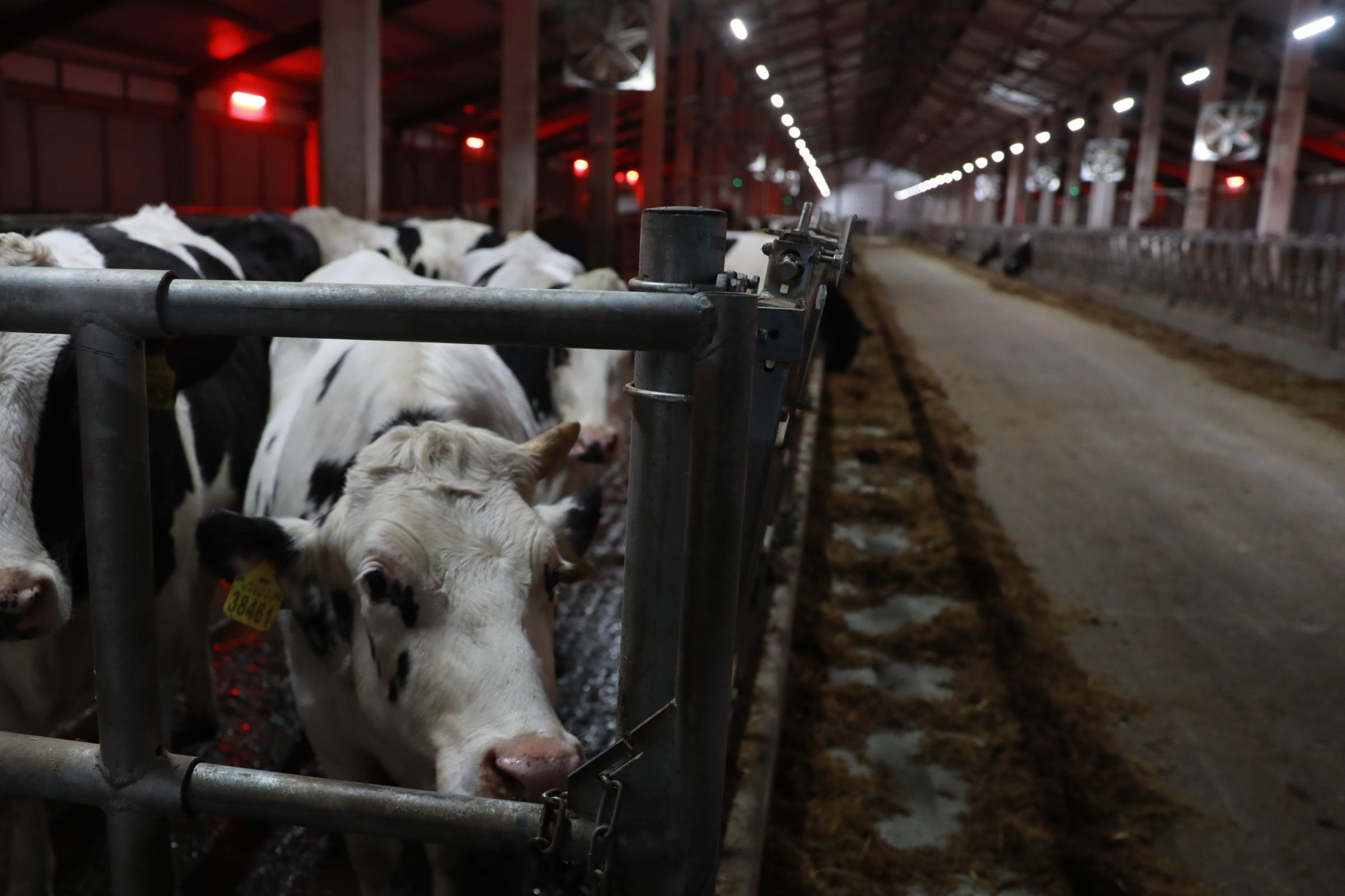 В Ярославской области открылся высокотехнологичный молочно-товарный комплекс