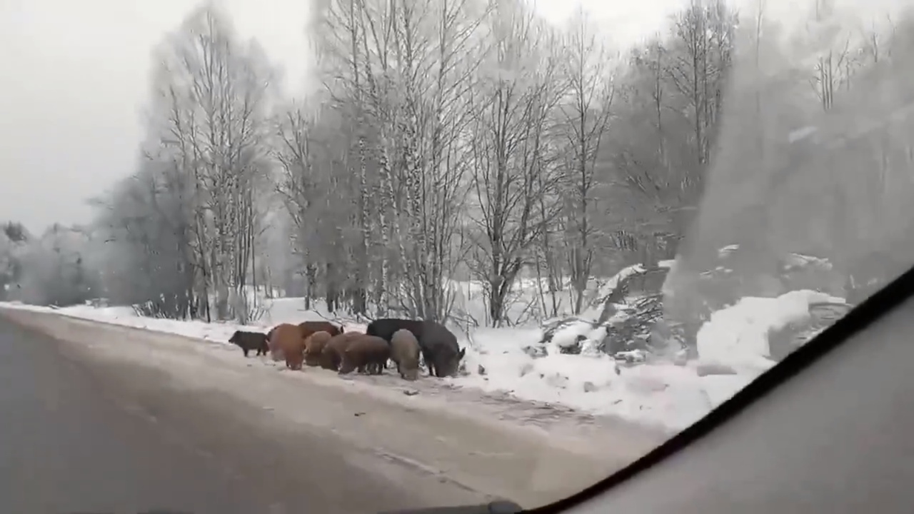 В Ярославской области у дороги заметили стадо кабанов