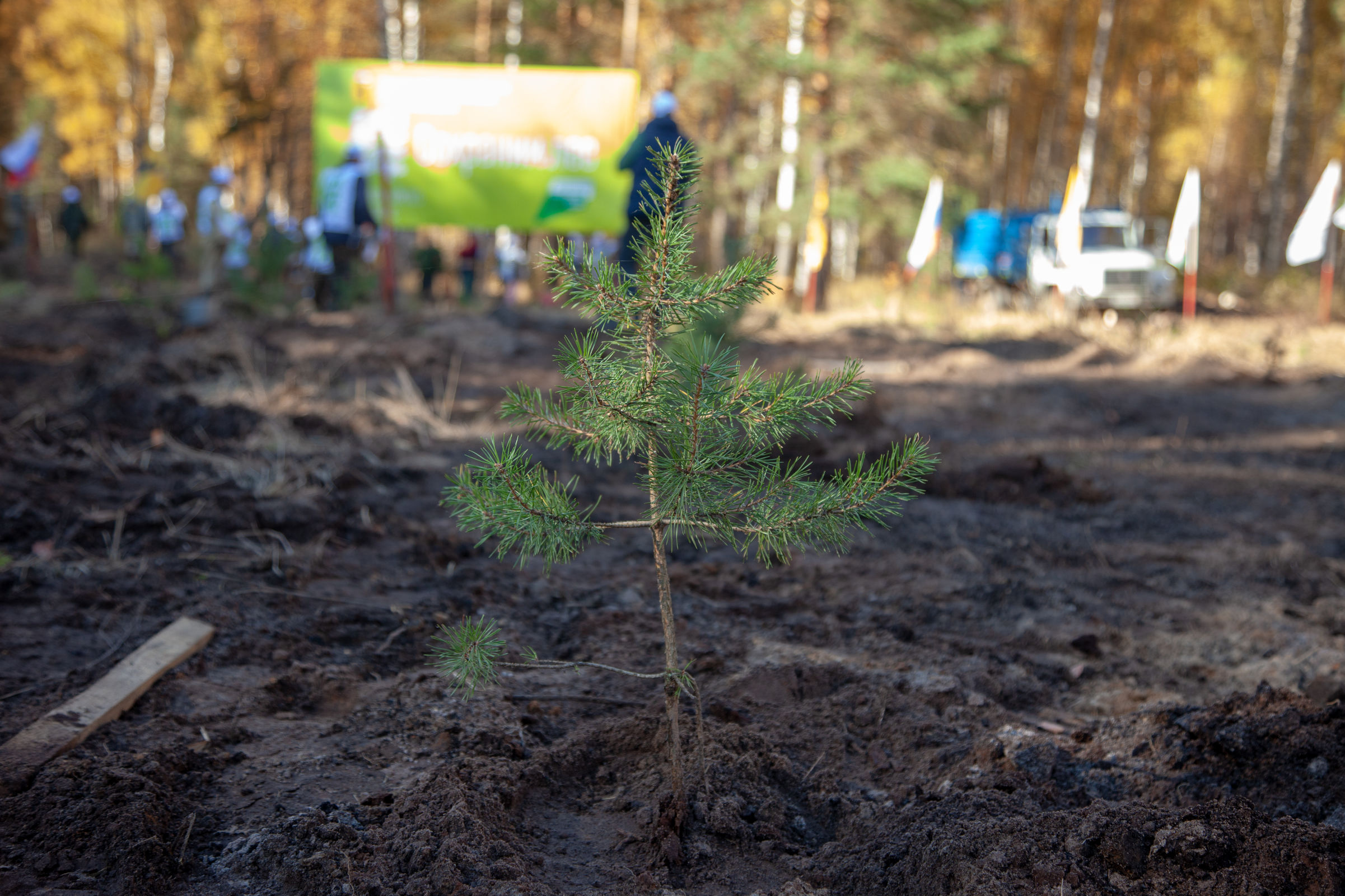 В Ярославской области новые деревья высадили на площади более 8 тысяч гектаров