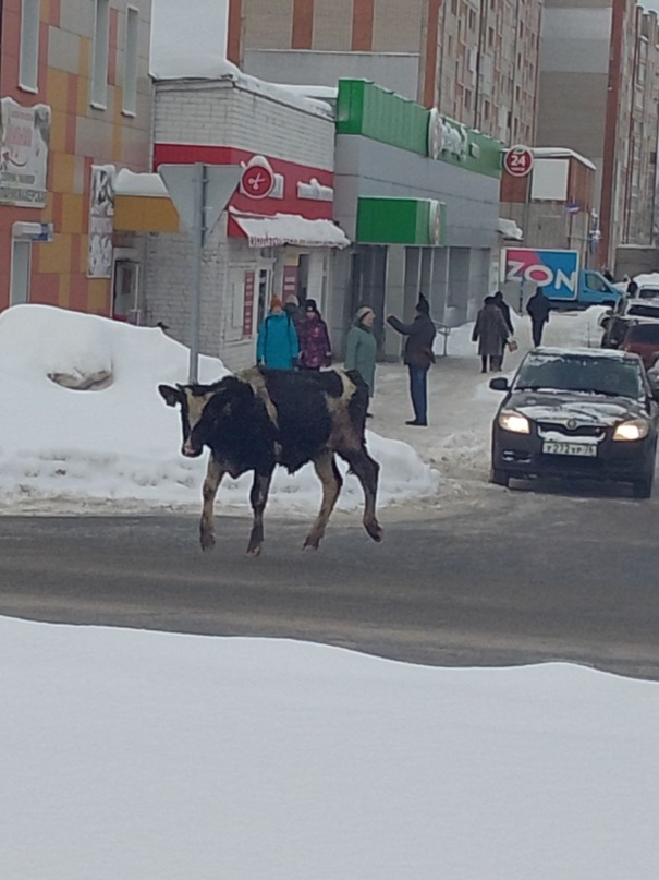 В центр города Ярославской области вышел бык