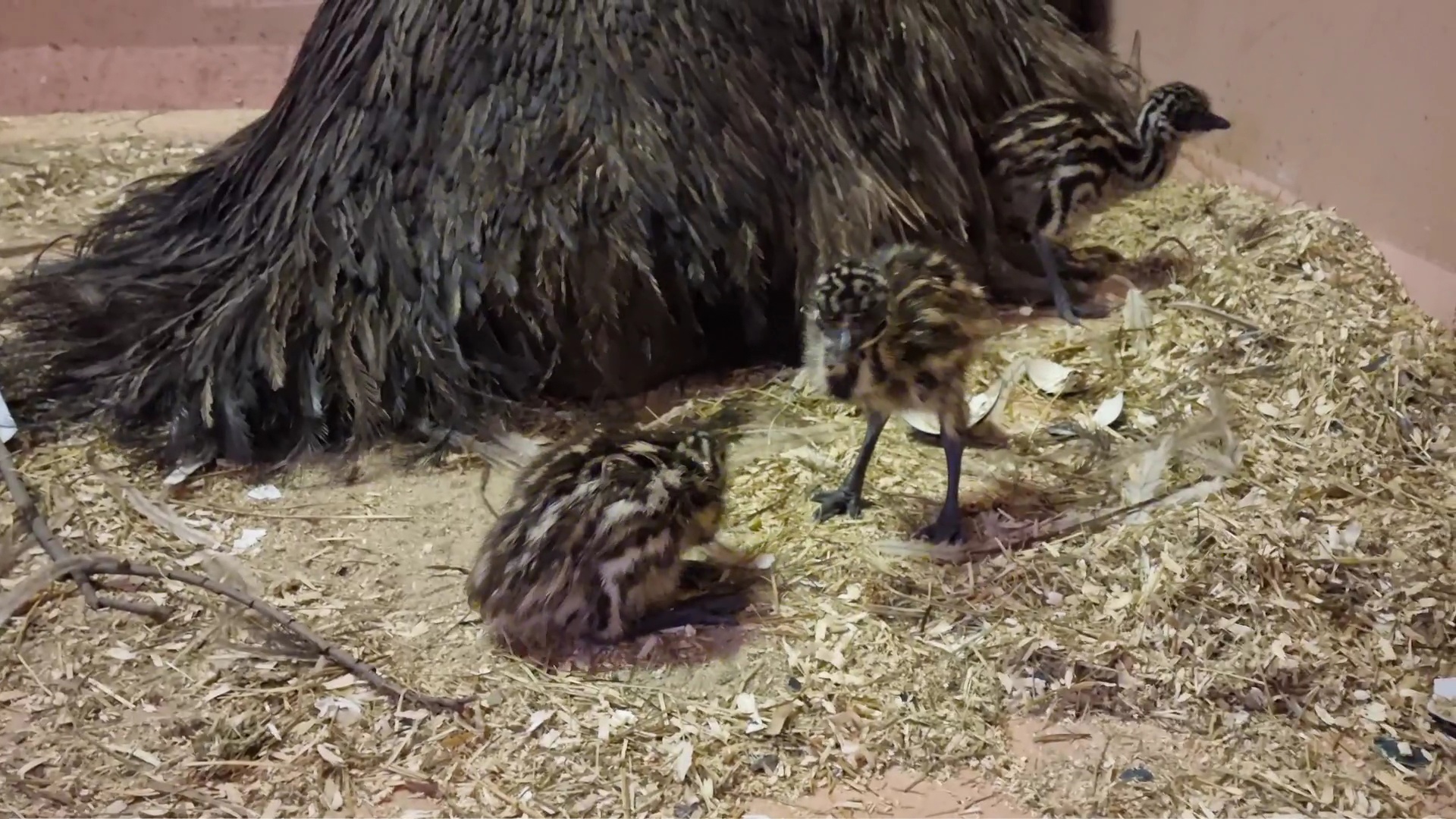 В семье эму в Ярославском зоопарке вылупились птенцы