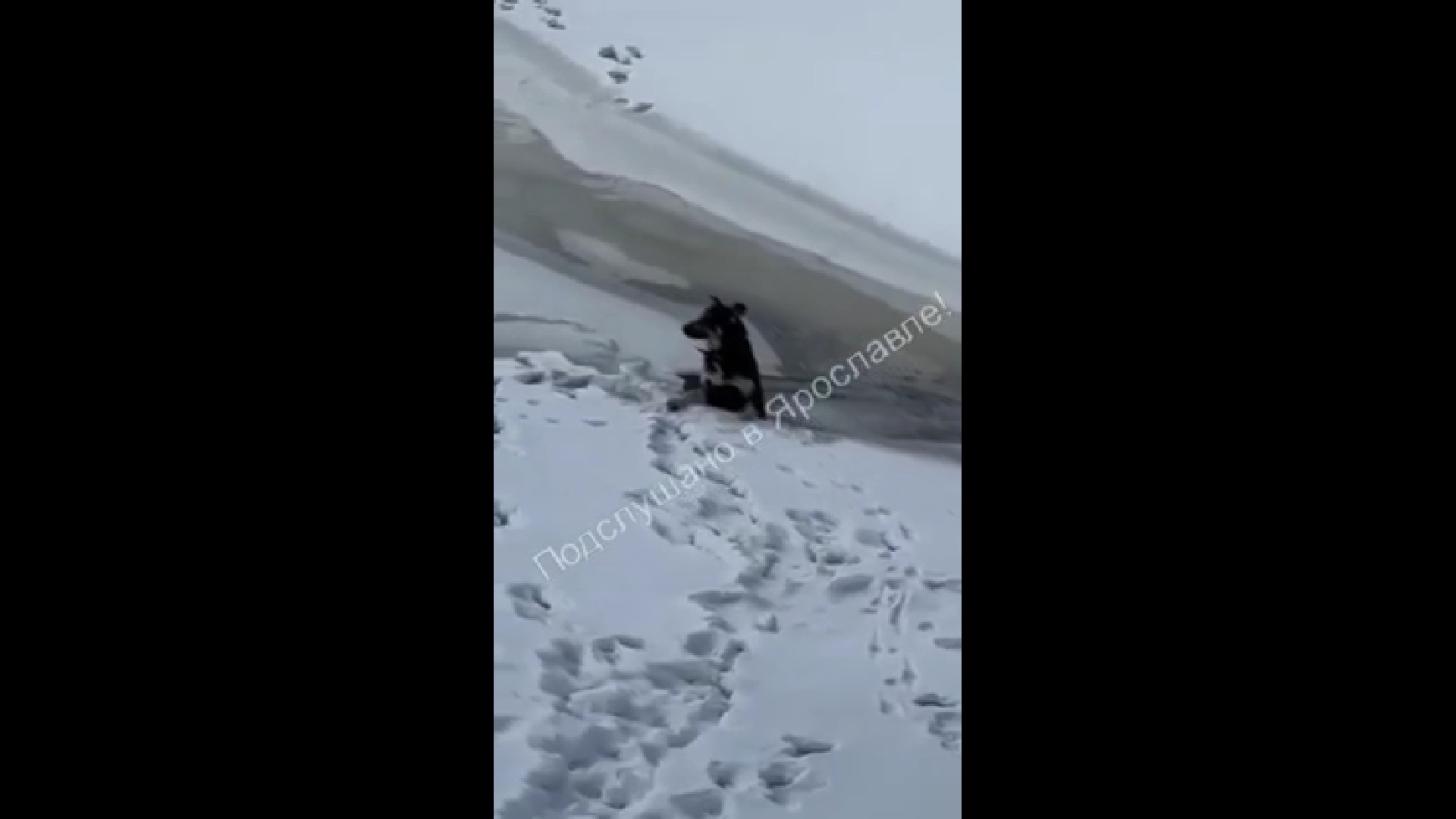 Ярославец спас упавшего в ледяную воду пса
