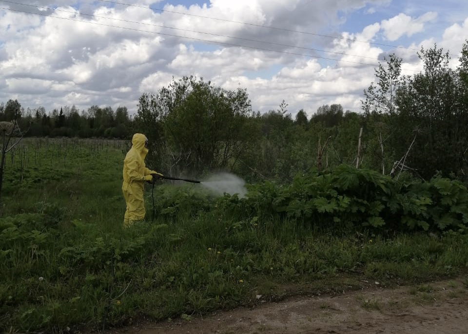 Работы по ликвидации борщевика вдоль дорог в Ярославской области начнут в мае