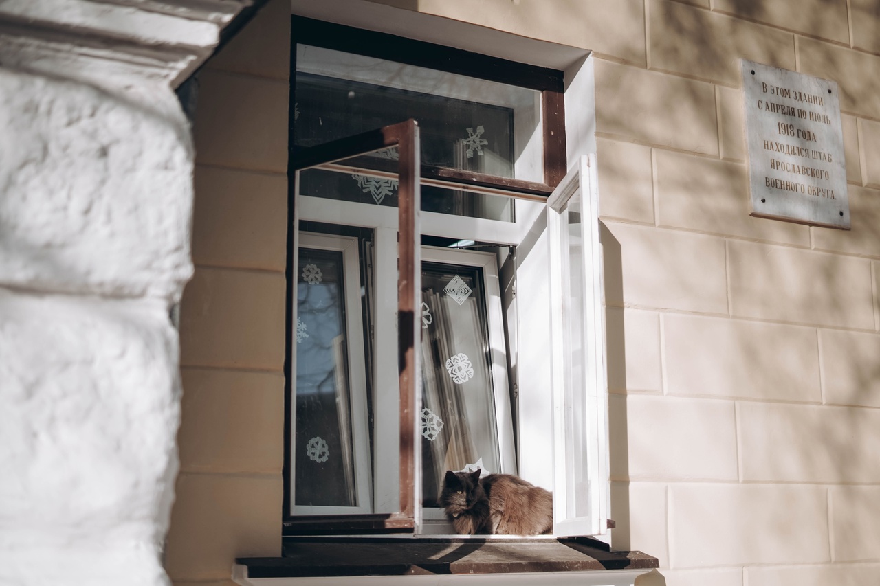 В ярославском вузе приютили кота с «литературным» именем