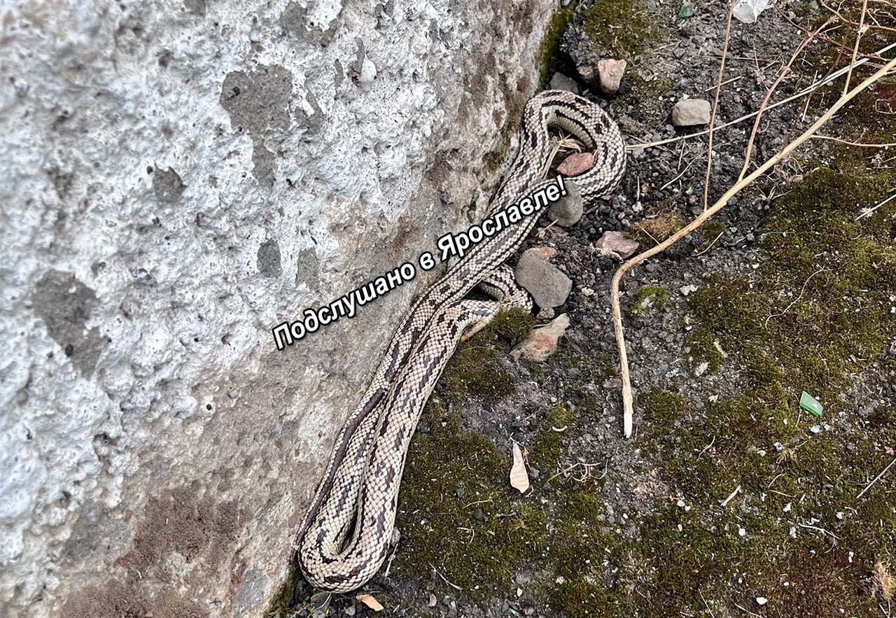В Ярославском зоопарке рассказали о состоянии обнаруженной на улице змеи
