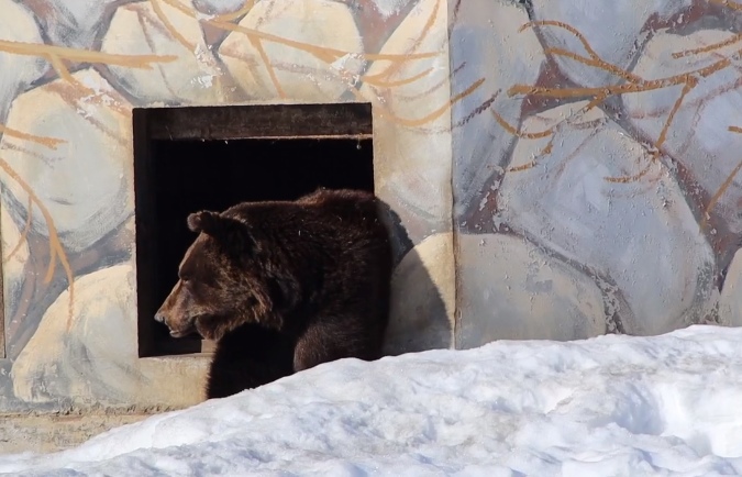 В Ярославском зоопарке после зимней спячки проснулись медведи Ума и Топа