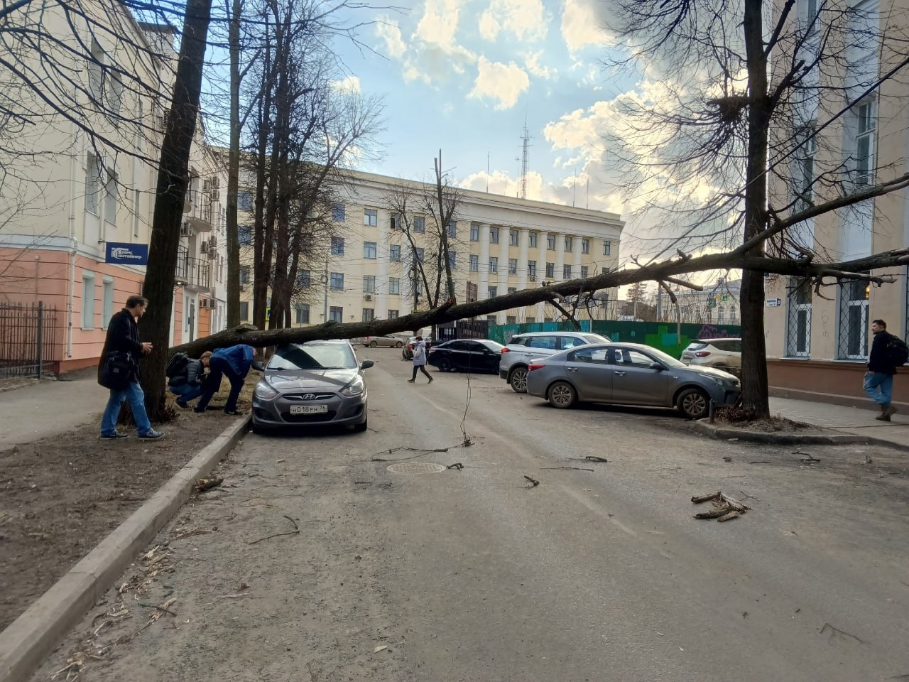 В Ярославле сильный ветер повалил деревья и оторвал светофор