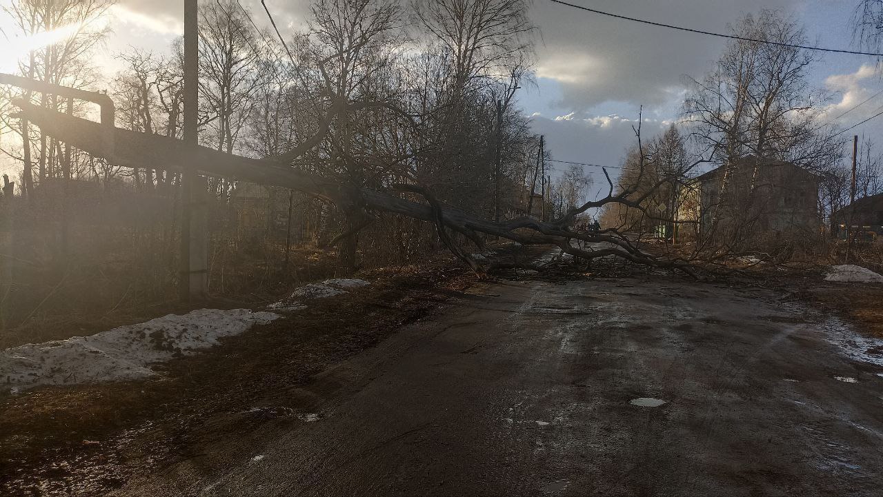 В Ярославской области подросток пострадал из-за упавшего дерева