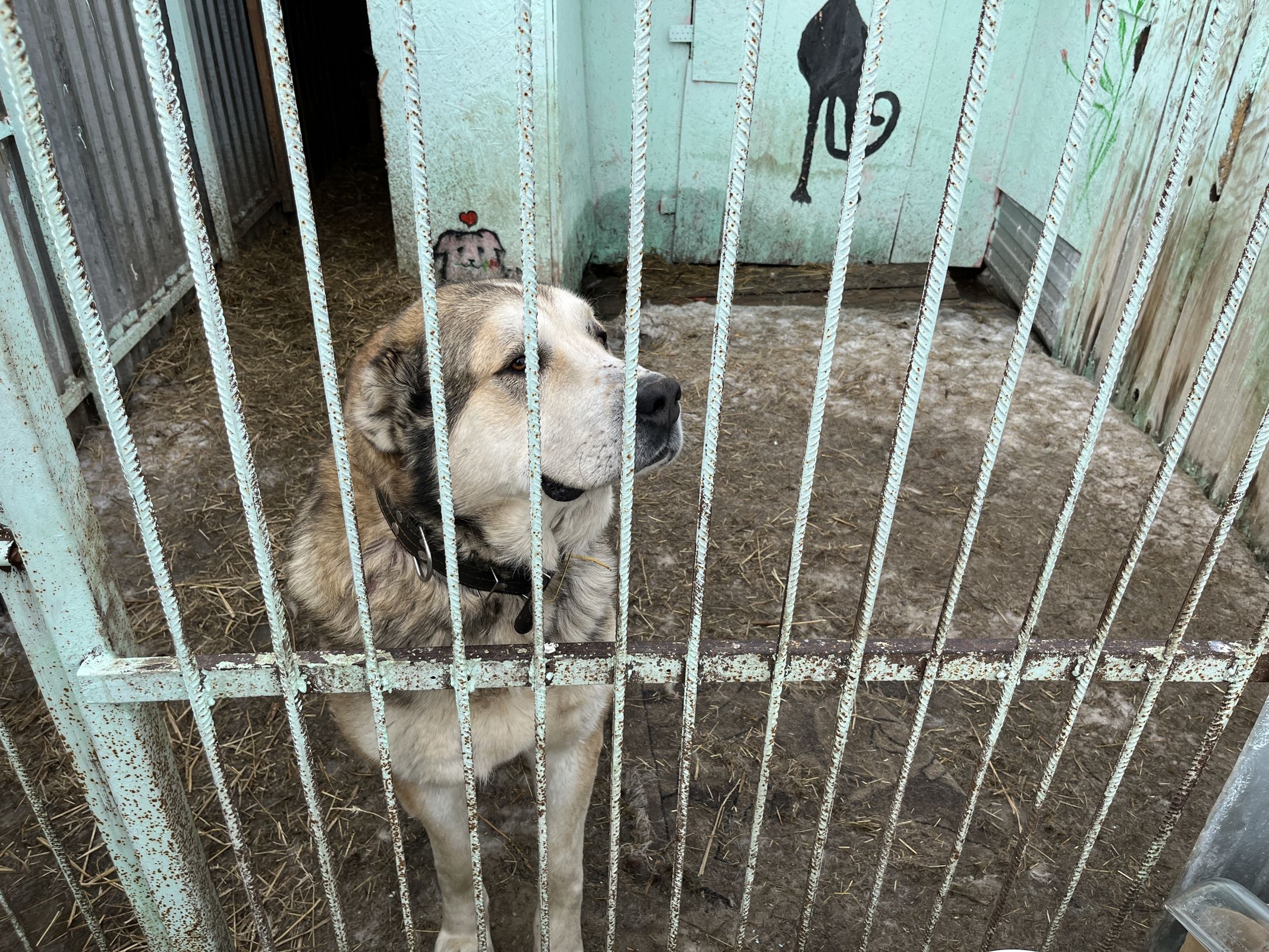 Власти помогут приюту для собак в Тутаеве решить проблему с земельным участком