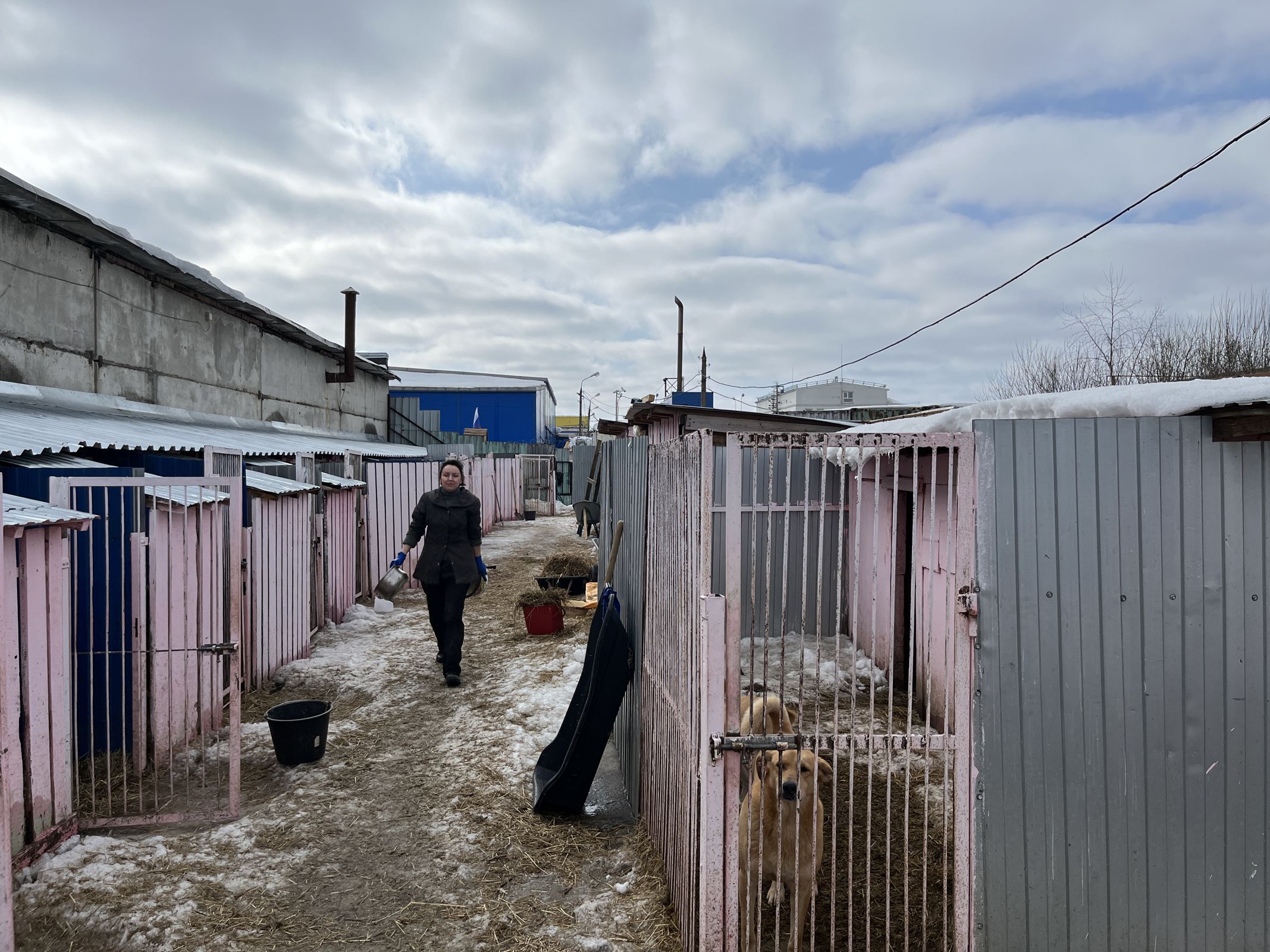 Власти помогут приюту для собак в Тутаеве решить проблему с земельным  участком- Яррег - новости Ярославской области