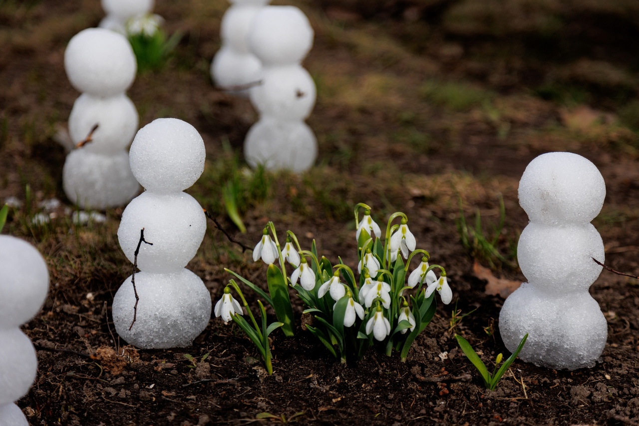 В Губернаторском саду Ярославля снеговики выросли среди подснежников
