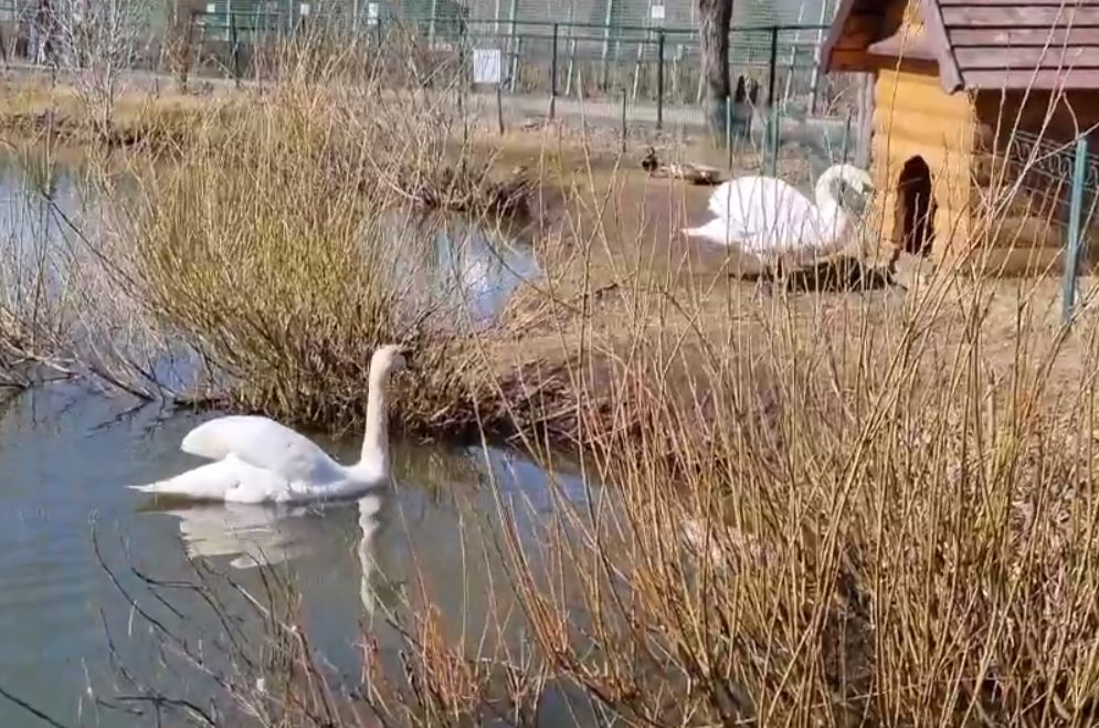 Пару лебедей из Ярославского зоопарка вернут в Толгский монастырь