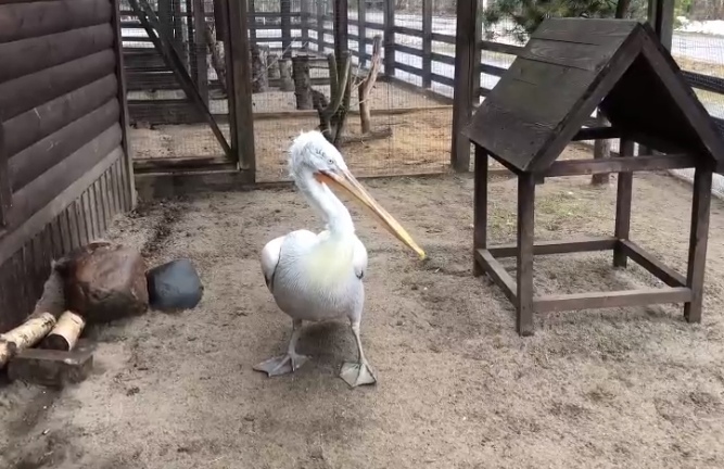 В Ярославском зоопарке пеликан и нырки переехали в летние вольеры