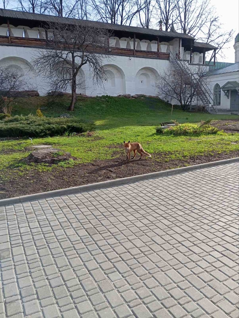 Лиса пришла на территорию музея-заповедника в центре Ярославля