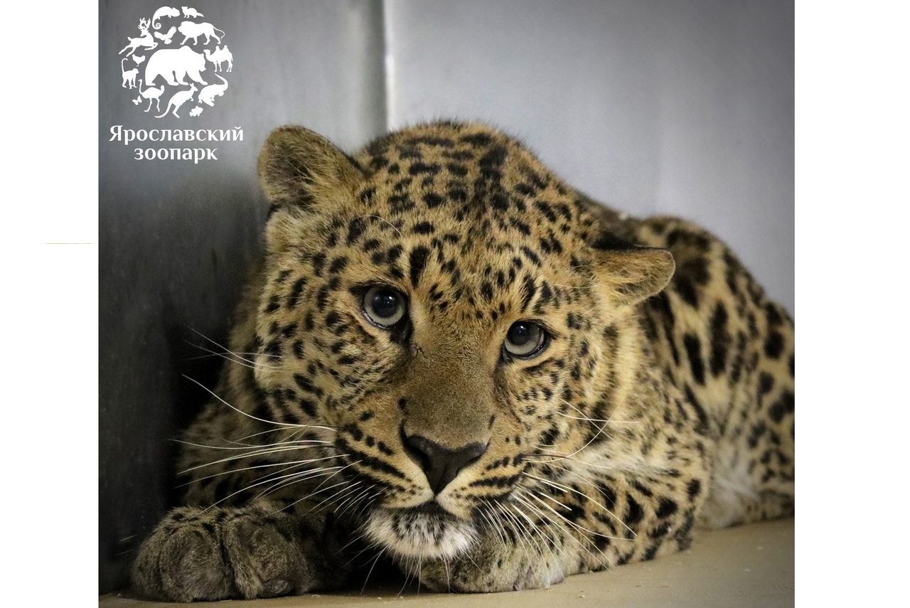 В Ярославском зоопарке впервые поселился леопард