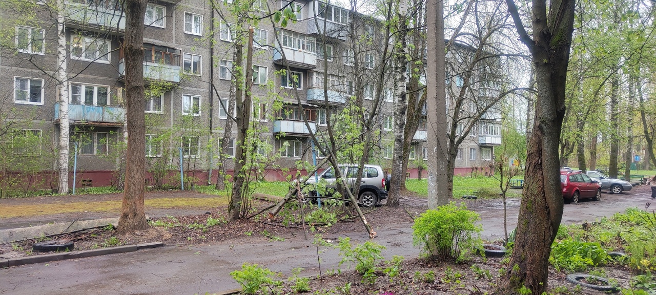 В Ярославле сильный ветер выдрал деревья с корнем