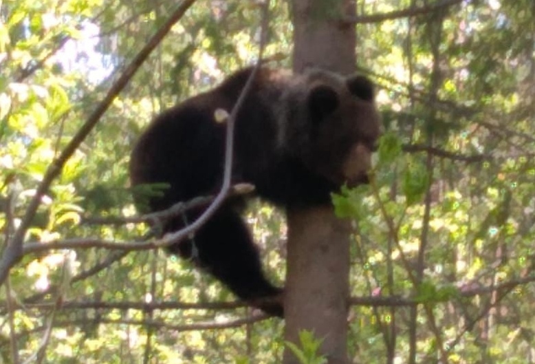 В Ярославской области медведь забрел в парк и напугал жителей