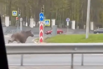 Жители Ярославля запечатлели перебегающего Московский проспект лося