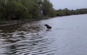 Жители Ярославля запечатлели перебегающего Московский проспект лося