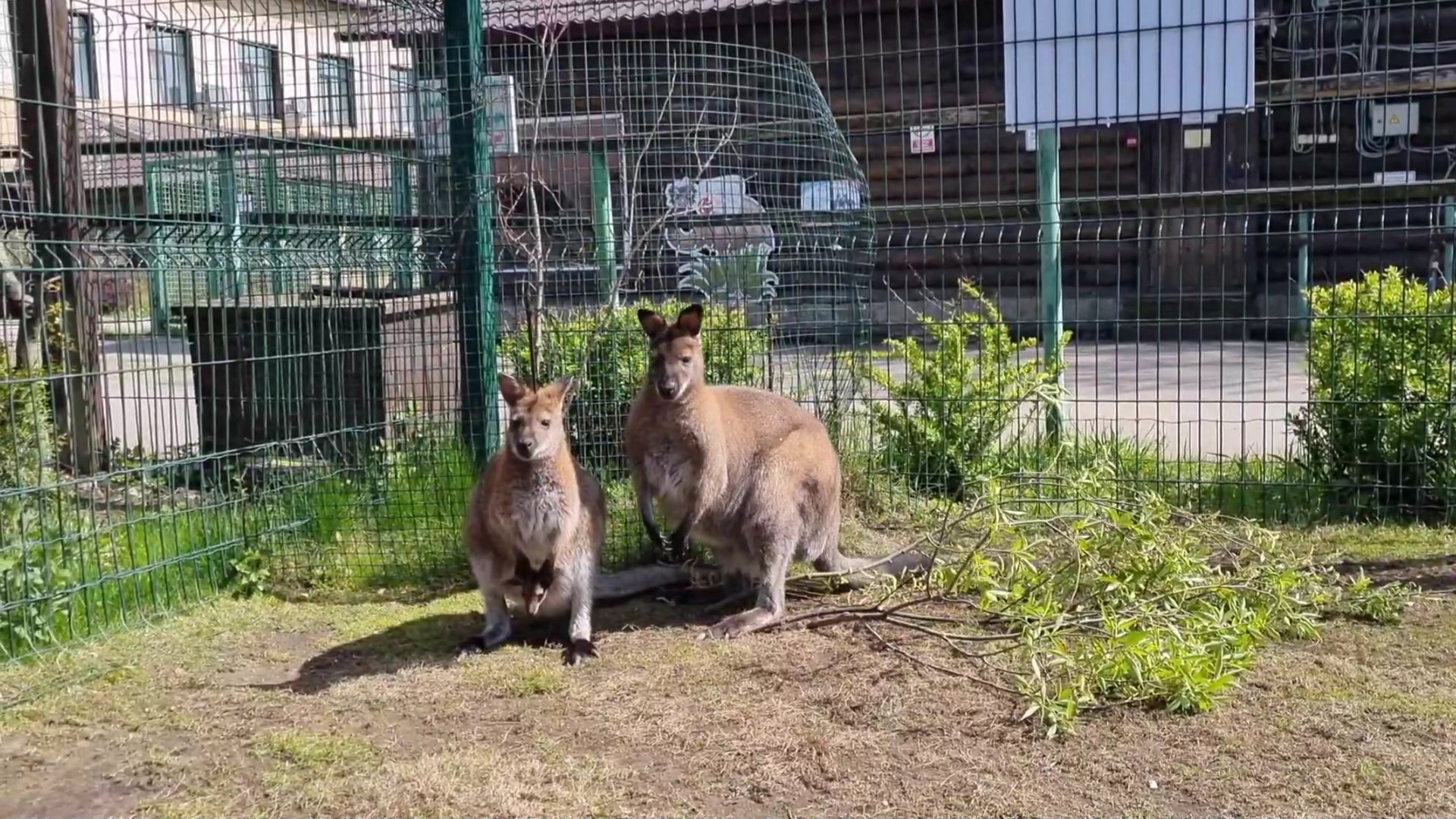 В Ярославском зоопарке у пары кенгуру появился малыш