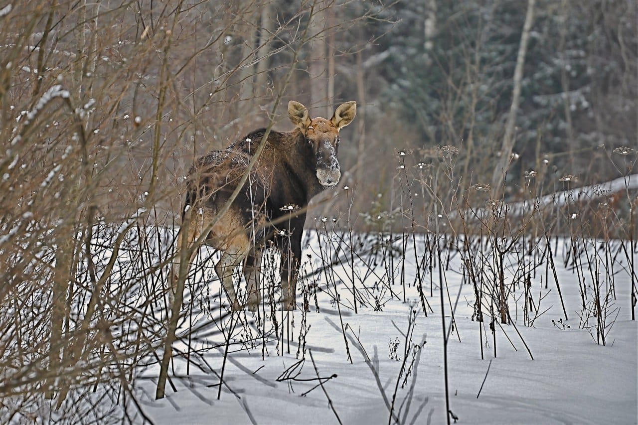 В Ярославской области браконьер заплатит около миллиона рублей за незаконную добычу лося