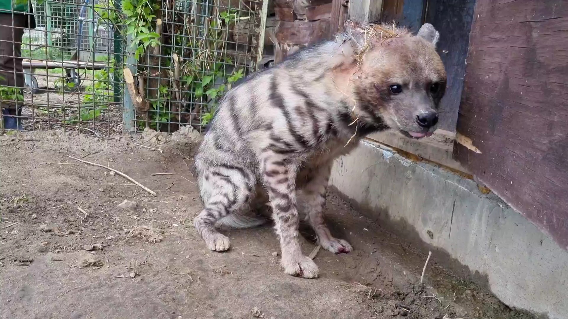 В Ярославском зоопарке у полосатой гиены появилась соседка