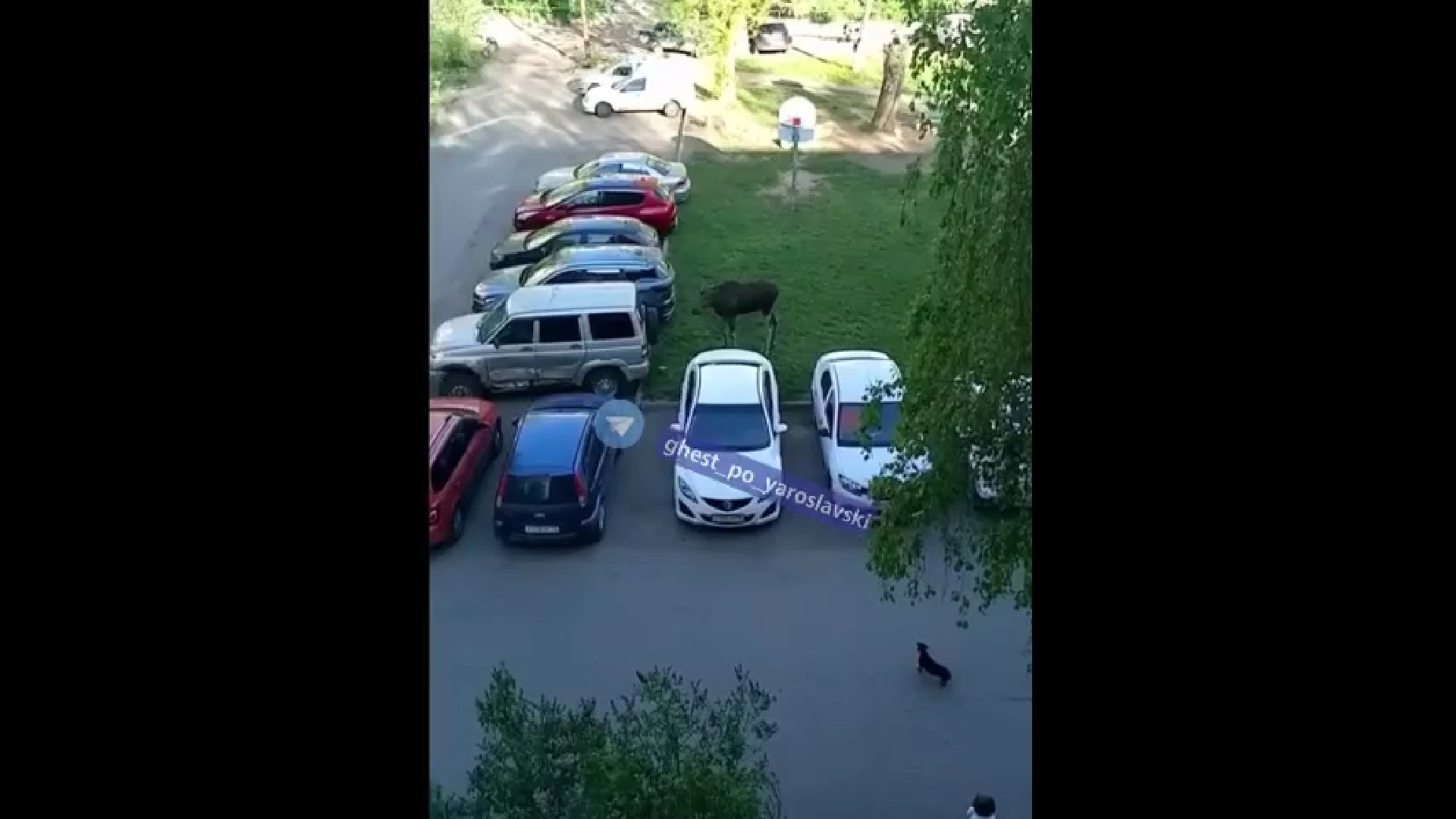 В Дзержинском районе Ярославля заметили лося