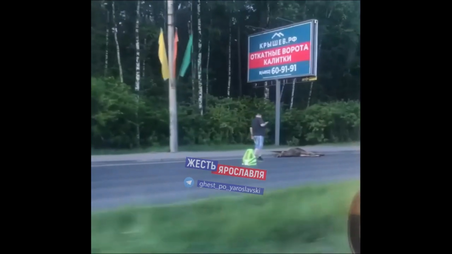На проспекте в Ярославле в выходные насмерть сбили лося