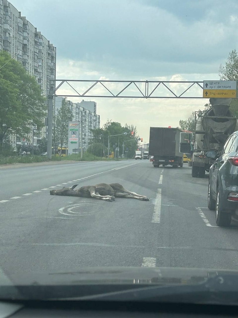 На выезде из Ярославля бетономешалка сбила лосенка- Яррег - новости  Ярославской области