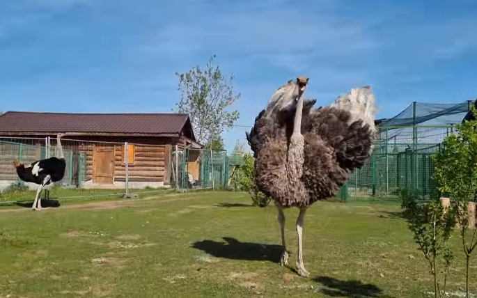В Ярославском зоопарке семья страусов ждет пополнение