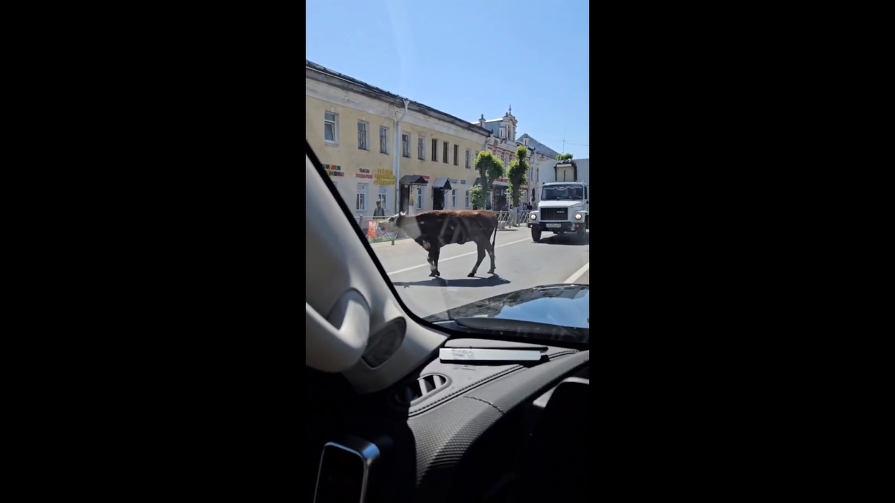 В Ярославской области по городу разгуливает корова