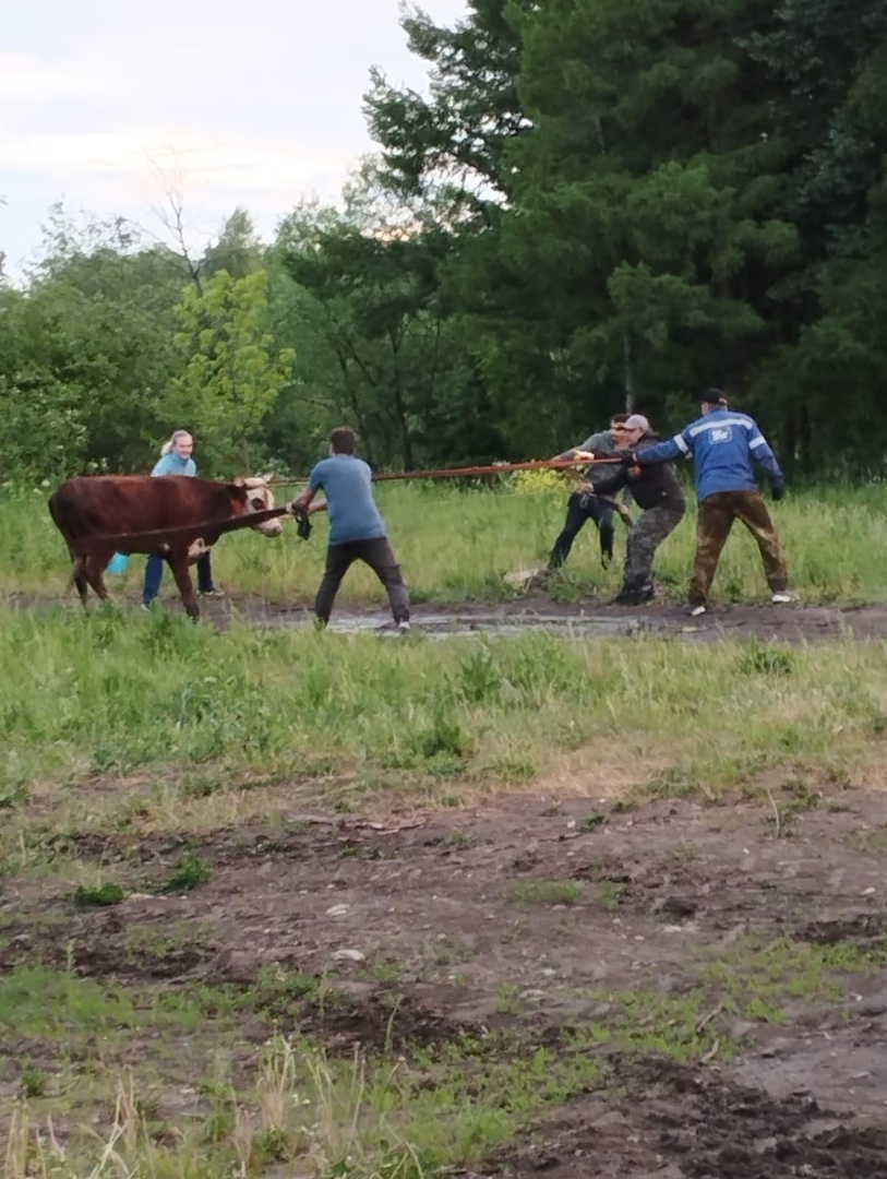 В Ярославской области поймали гулявшую в 40 километрах от дома корову