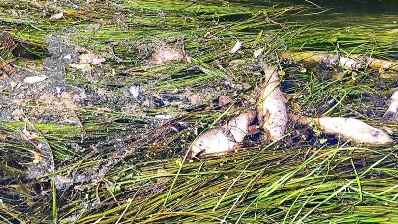В Рыбинске выясняют причину гибели рыбы в реке Черемухе