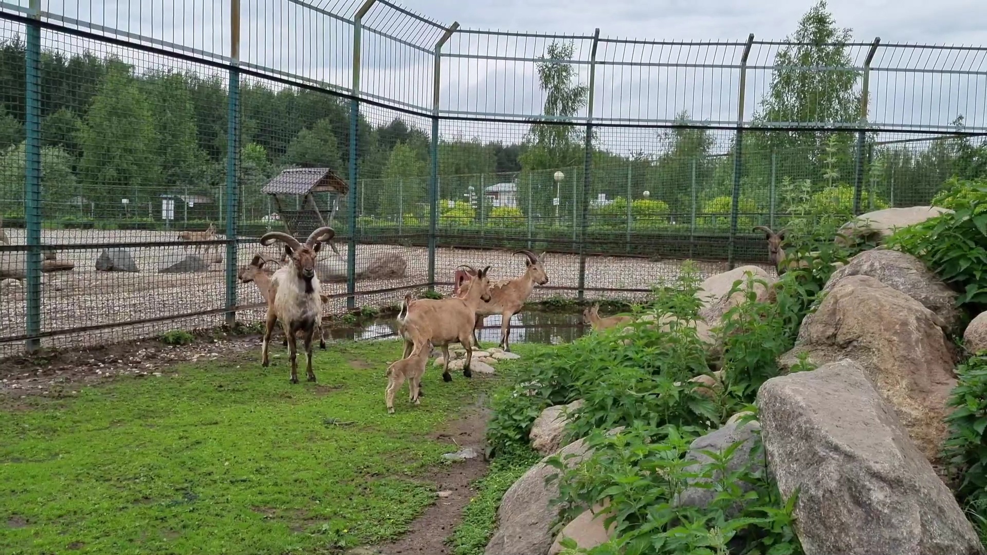 В Ярославском зоопарке у дагестанских туров появились малыши