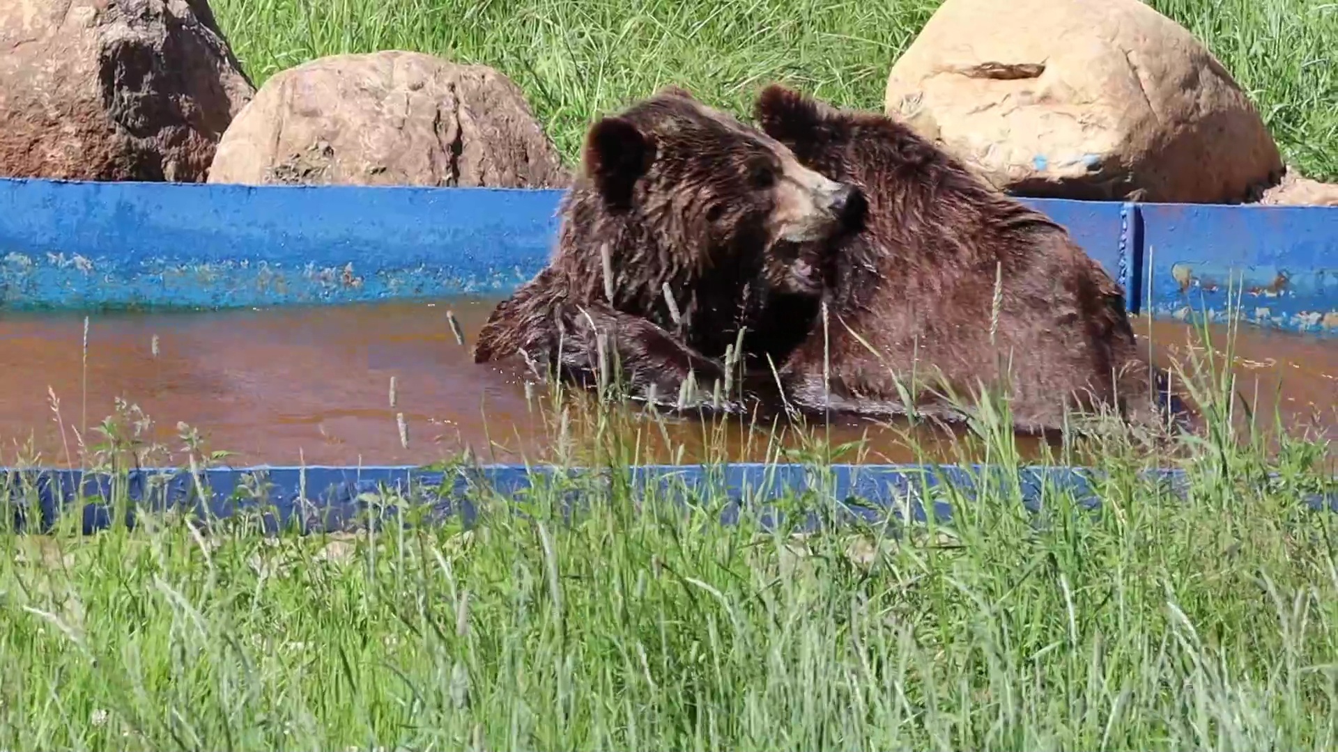 Для медведей Топы и Умы в Ярославском зоопарке установили ванну для купания