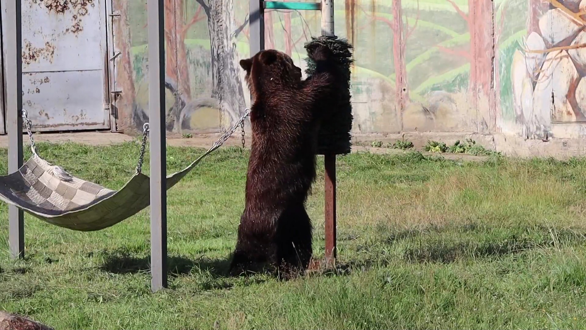У бурых медведей в Ярославском зоопарке появилась чесалка